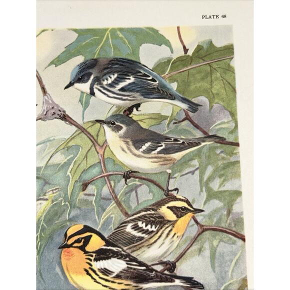 VTG Warbler Bookplate Allan Brooks Lithograph Bird Portraits In Color - Picture 8 of 10